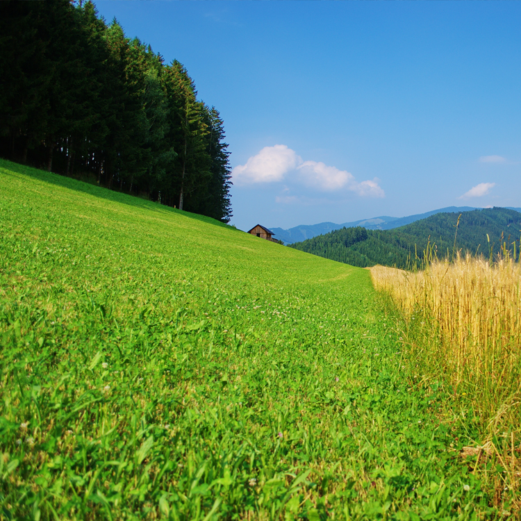 Land- und Forstwirtschaft © Land Steiermark
